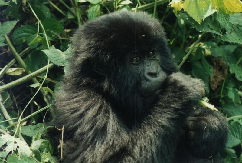 Young Mountain Gorilla (Gorilla gorilla beringei) {!--산고릴라-->; DISPLAY FULL IMAGE.