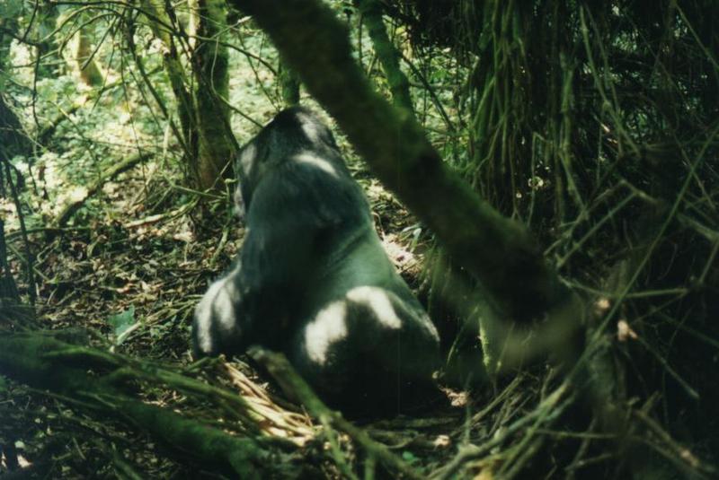 Silverback Mountain Gorilla (Gorilla gorilla beringei) {!--산고릴라-->; DISPLAY FULL IMAGE.