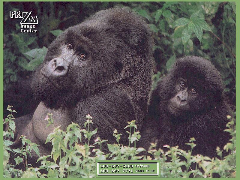 Mountain Gorillas (Gorilla gorilla beringei) {!--산고릴라--> - mother and infant; DISPLAY FULL IMAGE.