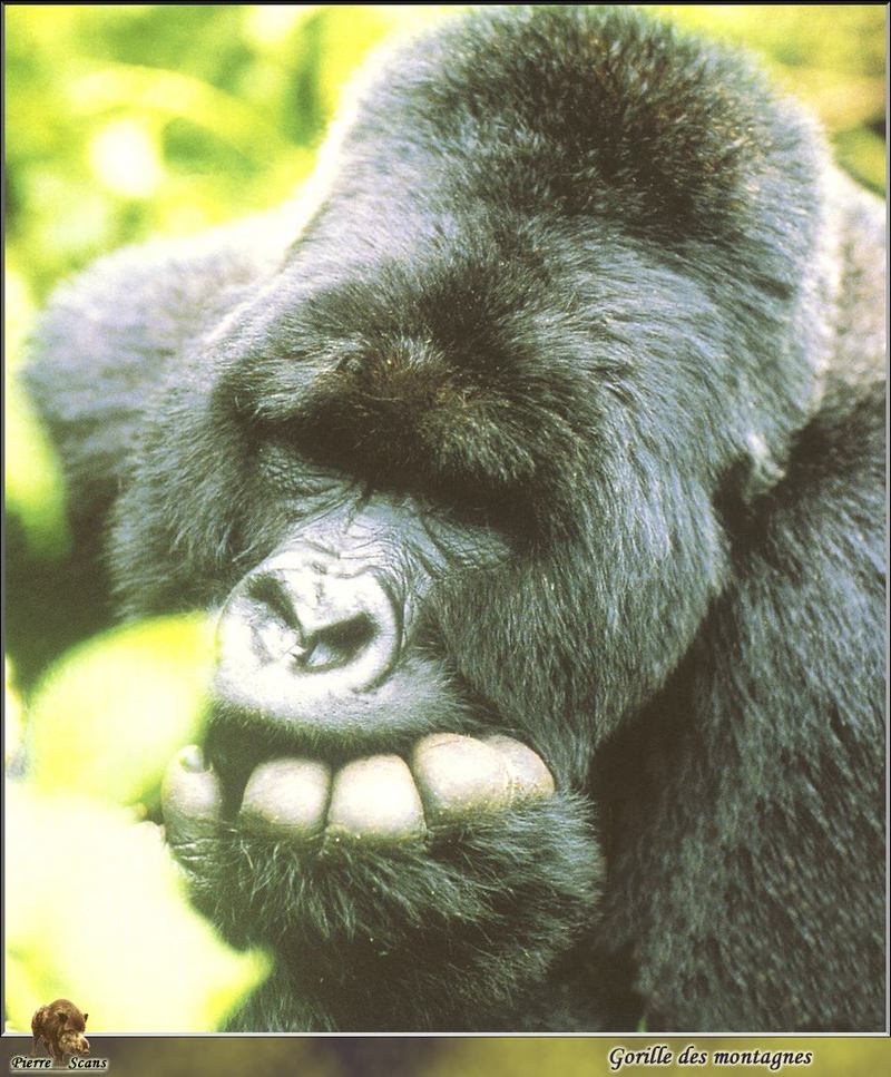 Mountain Gorilla (Gorilla gorilla beringei) {!--산고릴라-->; DISPLAY FULL IMAGE.