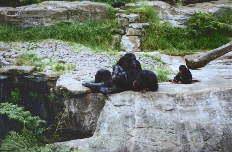 Chimpanzee family (Pan troglodytes) {!--침팬지-->; DISPLAY FULL IMAGE.