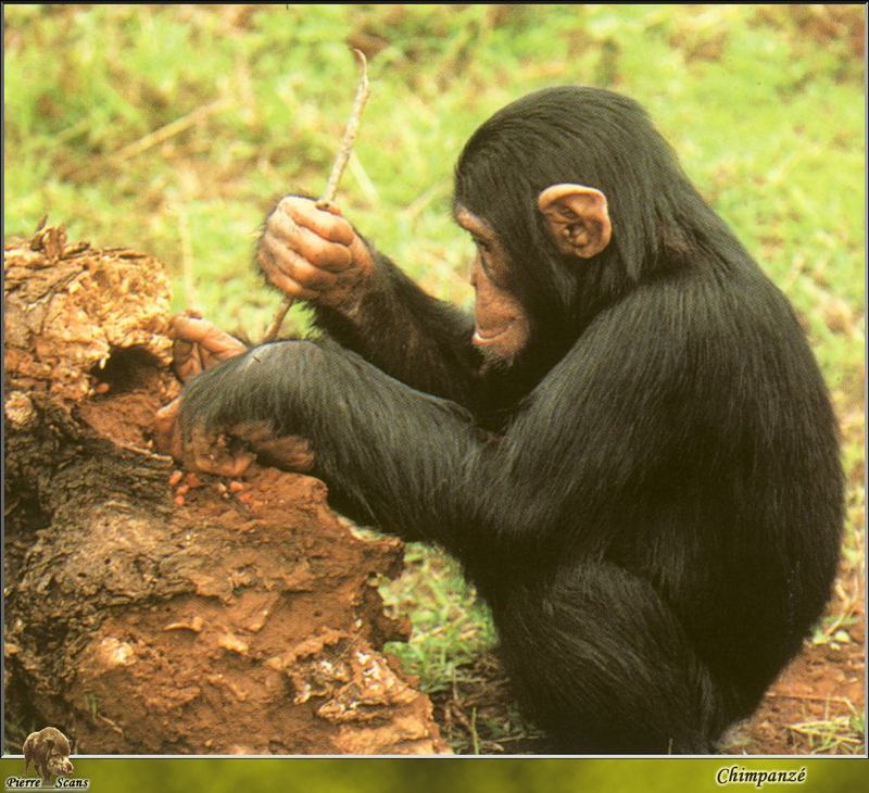 Young Chimpanzee (Pan troglodytes) {!--침팬지-->; DISPLAY FULL IMAGE.