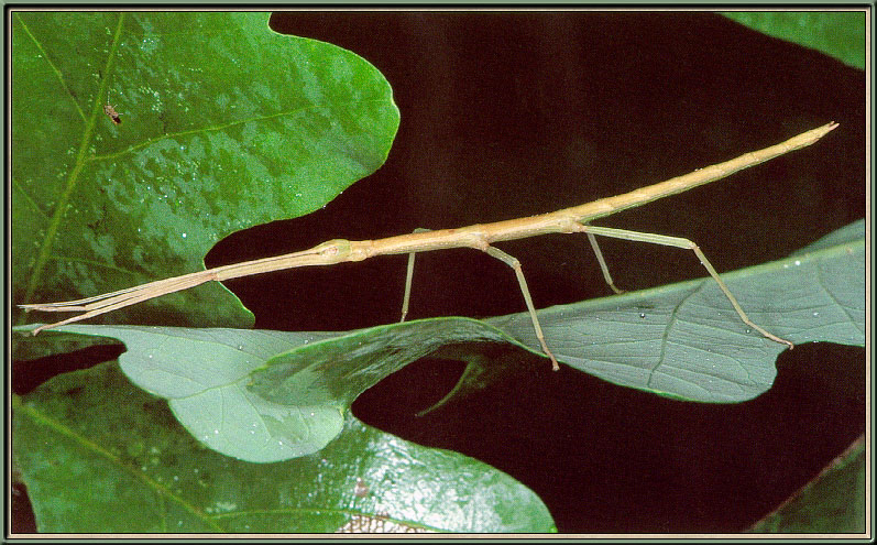 Walking Stick Bug {!--대벌레-->; DISPLAY FULL IMAGE.