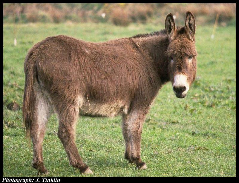 Donkey (Equus asinus) {!--당나귀-->; DISPLAY FULL IMAGE.