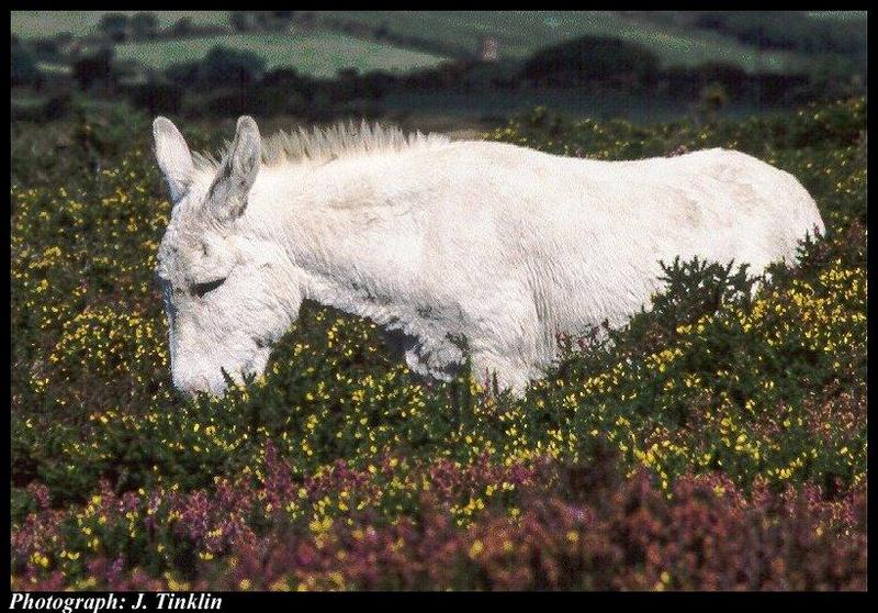 White Donkey (Equus asinus) {!--당나귀-->; DISPLAY FULL IMAGE.