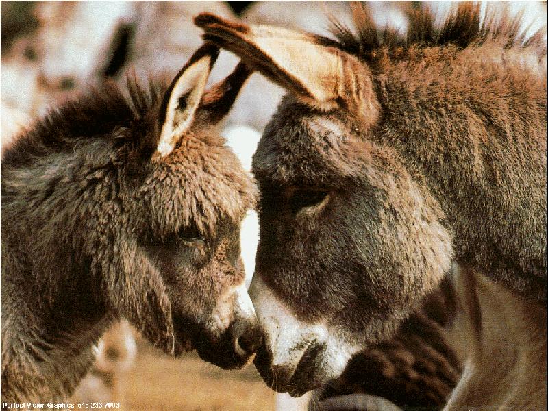 Donkeys (Equus asinus) {!--당나귀-->; DISPLAY FULL IMAGE.