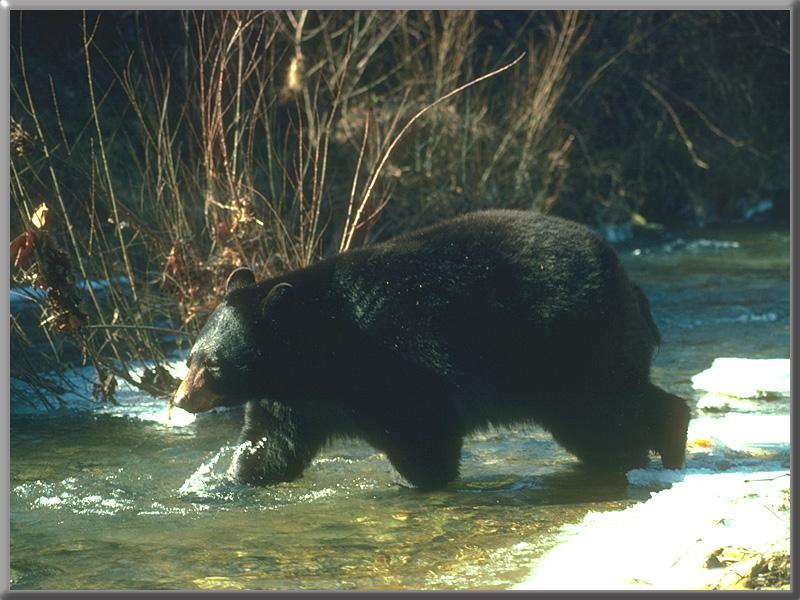 American Black Bear (Ursus americanus) {!--아메리카흑곰-->; DISPLAY FULL IMAGE.