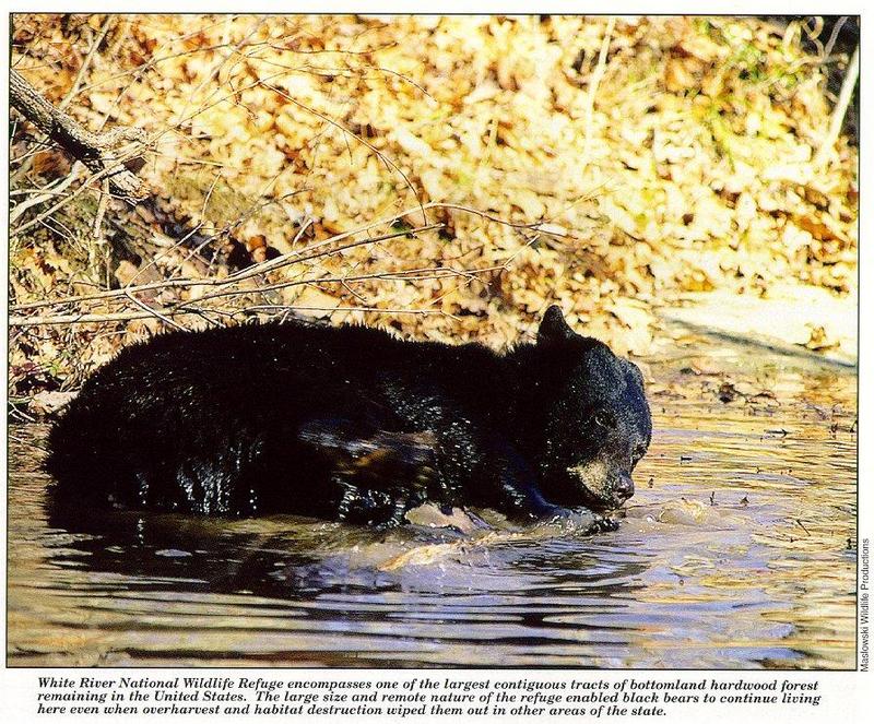 American Black Bear (Ursus americanus) {!--아메리카흑곰-->; DISPLAY FULL IMAGE.