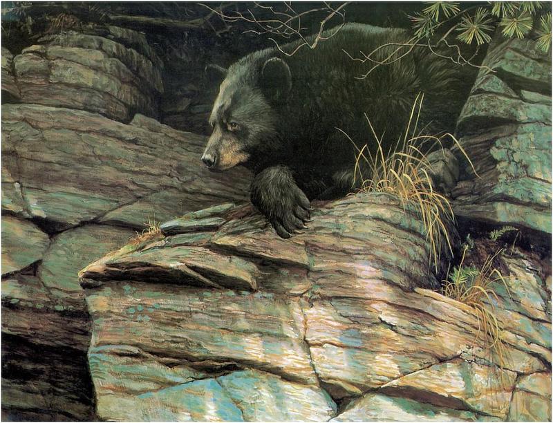 [Animal Art - Robert Bateman] American Black Bear (Ursus americanus) {!--아메리카흑곰-->; DISPLAY FULL IMAGE.