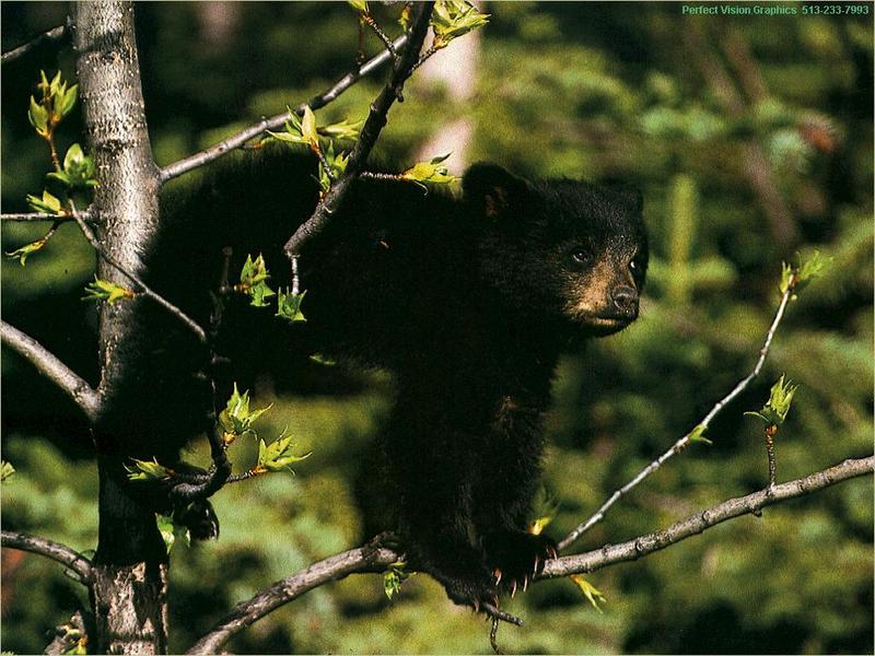 American Black Bear cub (Ursus americanus) {!--아메리카흑곰-->; DISPLAY FULL IMAGE.