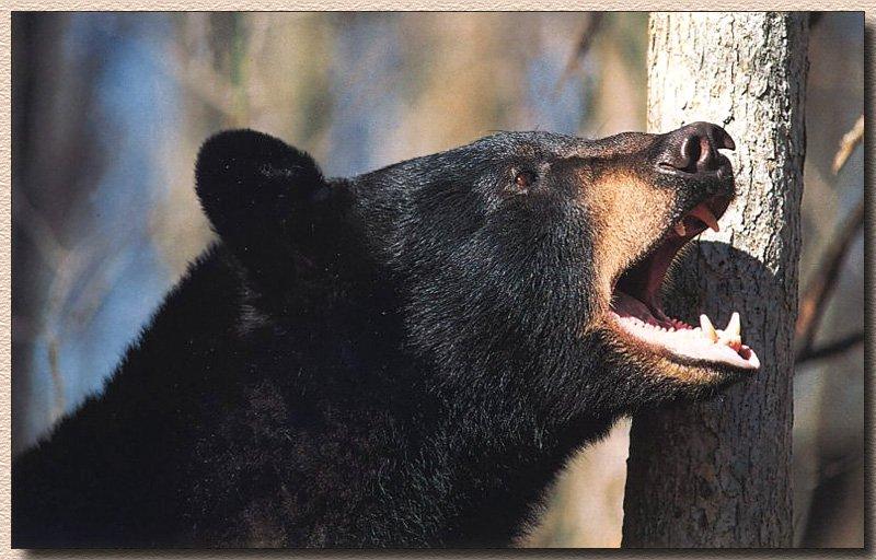 black bear growl