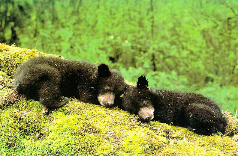American Black Bear cubs (Ursus americanus) {!--아메리카흑곰-->; DISPLAY FULL IMAGE.