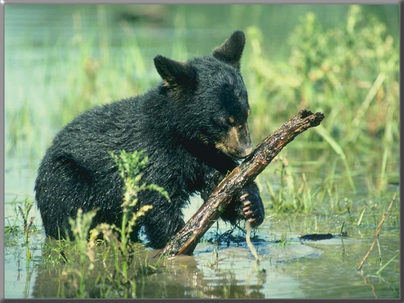 American Black Bear cub (Ursus americanus) {!--아메리카흑곰-->; DISPLAY FULL IMAGE.