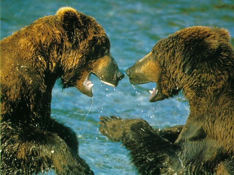 Brown Bears (Ursus arctos) {!--불곰-->; DISPLAY FULL IMAGE.