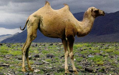 Bactrian Camel (Camelus bactrianus) {!--쌍봉낙타-->; Image ONLY