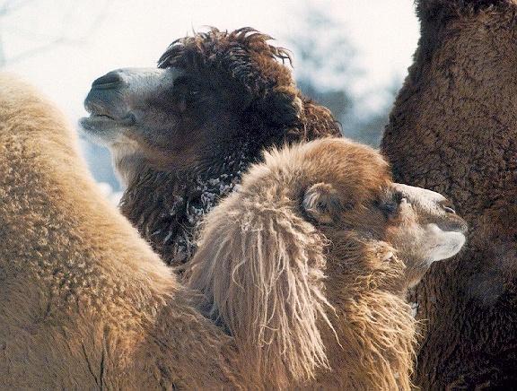 Bactrian Camels (Camelus bactrianus) {!--쌍봉낙타-->; Image ONLY