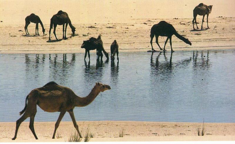 Dromedary Camels (Camelus dromedarius) {!--단봉낙타-->; DISPLAY FULL IMAGE.