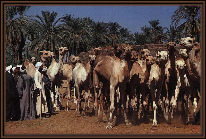 Dromedary Camels (Camelus dromedarius) {!--단봉낙타-->; DISPLAY FULL IMAGE.