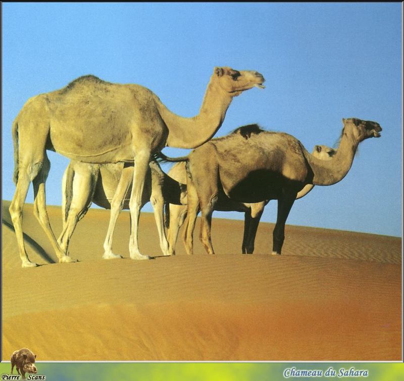 Dromedary Camels (Camelus dromedarius) {!--단봉낙타--> - Sahara Desert; DISPLAY FULL IMAGE.