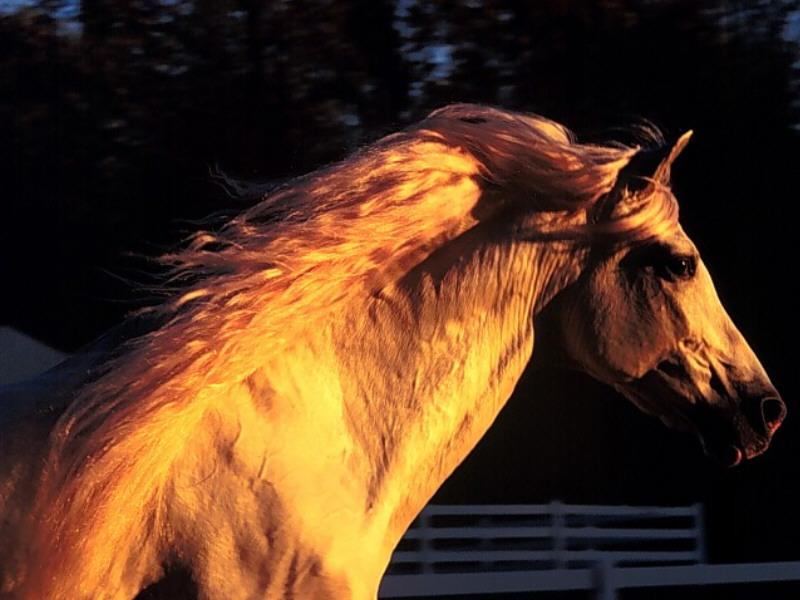 Andalusian Horse (Equus caballus) {!--말:안달루시안 종-->; DISPLAY FULL IMAGE.