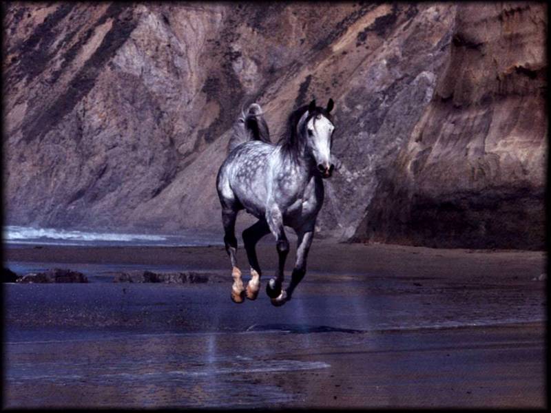 Arabian Horse (Equus caballus) {!--말:아라비아 종-->; DISPLAY FULL IMAGE.