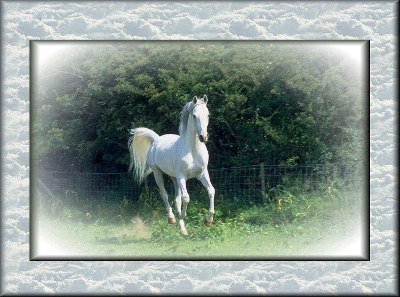 Arabian Horse (Equus caballus) {!--말:아라비아 종 백마-->; DISPLAY FULL IMAGE.