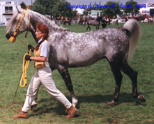 Arabian Horse (Equus caballus) {!--말:아라비아 종-->; Image ONLY