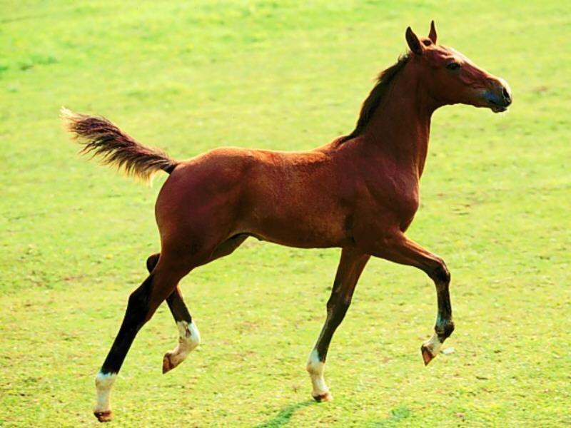 Bay Horse (Equus caballus) {!--말:베이 종 망아지-->; DISPLAY FULL IMAGE.