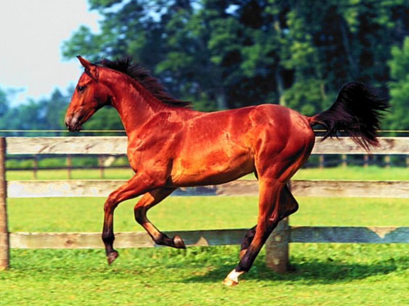 Bay Horse (Equus caballus) {!--말:베이 종-->; DISPLAY FULL IMAGE.