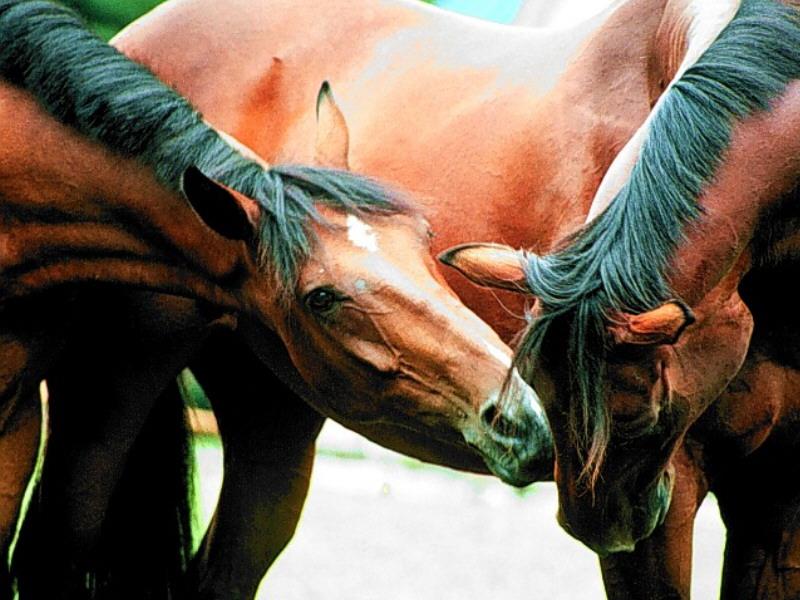 Bay Horses (Equus caballus) {!--말:베이 종-->; DISPLAY FULL IMAGE.