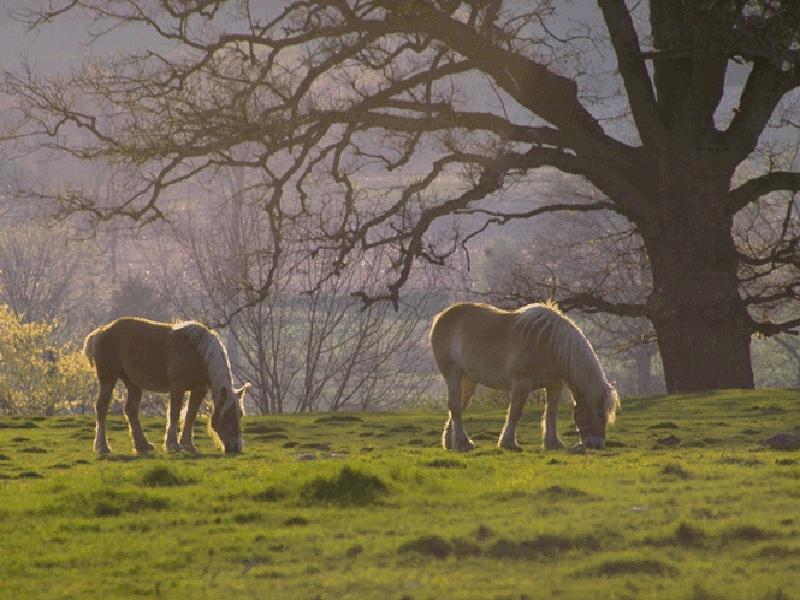 Belgian Horses (Equus caballus) {!--말:벨기에 종-->; DISPLAY FULL IMAGE.