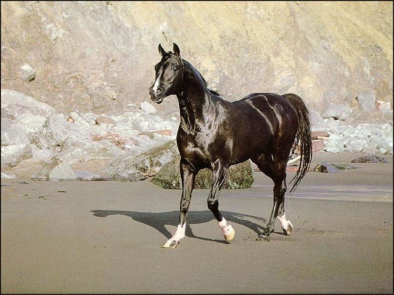 Black Horse (Equus caballus) {!--말::흑마-->; DISPLAY FULL IMAGE.