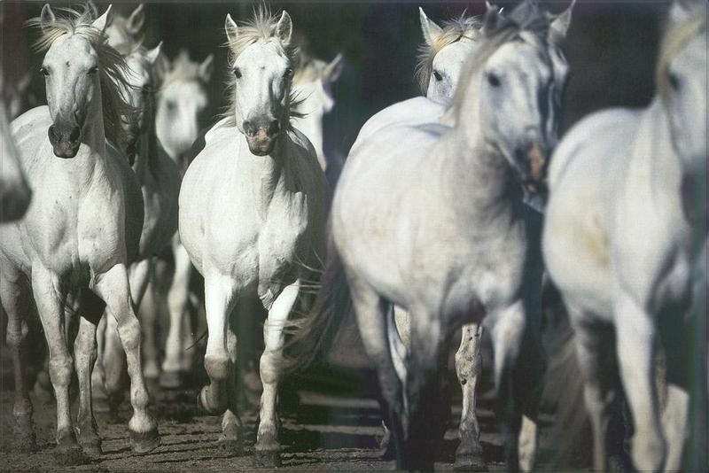 Horse breed - Camargue (Equus caballus) {!--말::까마르그 품종-->; DISPLAY FULL IMAGE.