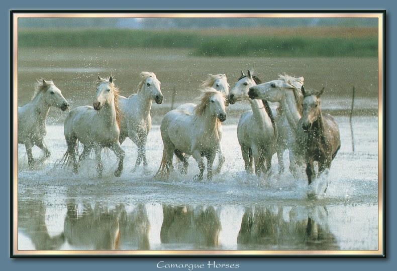 Horse breed - Camargue (Equus caballus) {!--말::까마르그 품종-->; DISPLAY FULL IMAGE.