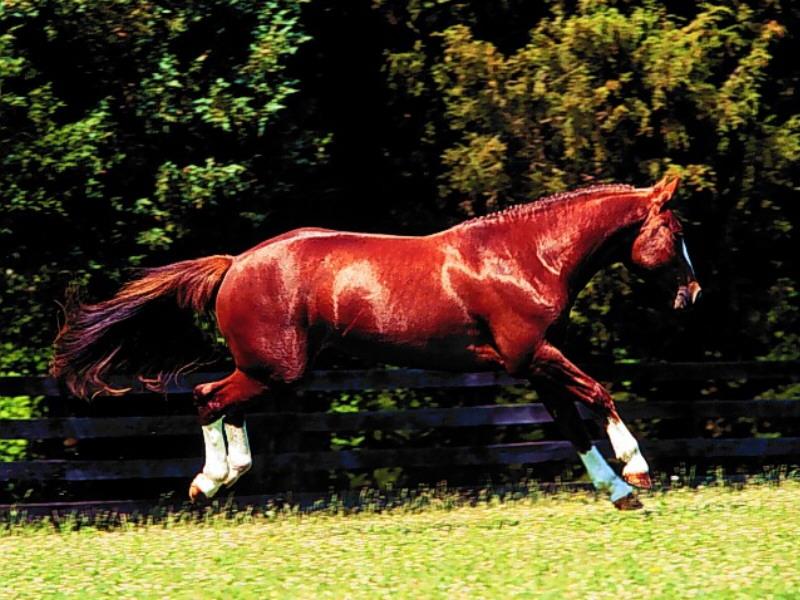 Chestnut Horse (Equus caballus) {!--말-->; DISPLAY FULL IMAGE.