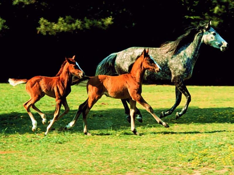 Chestnut Horse (Equus caballus) {!--말, 망아지-->; DISPLAY FULL IMAGE.