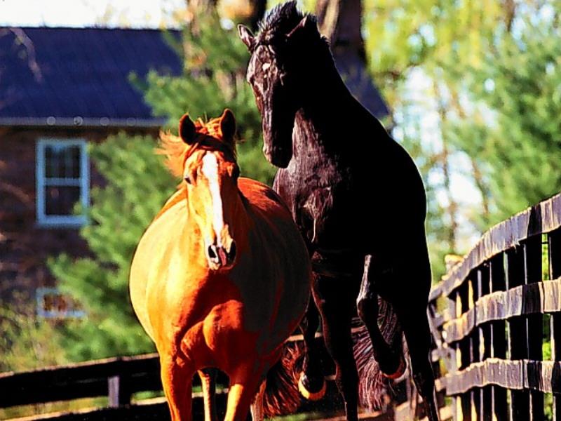 Chestnut Horses (Equus caballus) {!--말-->; DISPLAY FULL IMAGE.