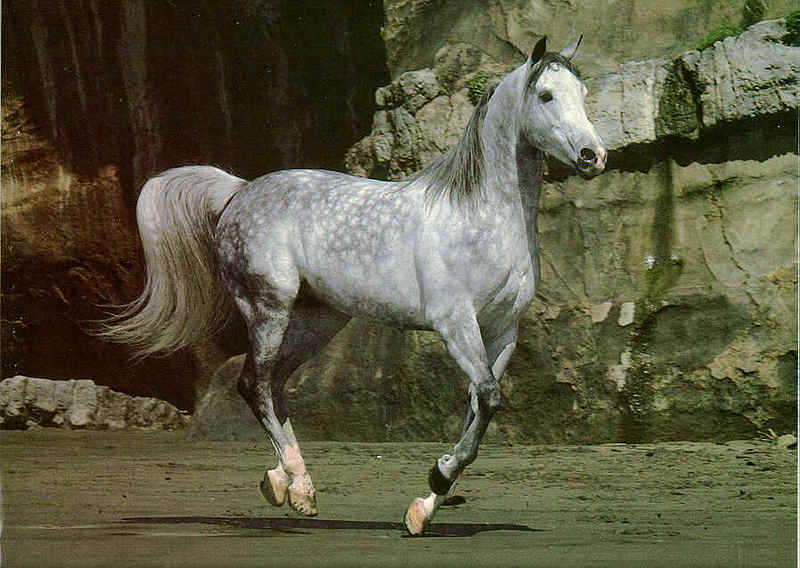 Dapplegray Horse (Equus caballus) {!--말:회색돈점박이말/아라비아 품종-->; DISPLAY FULL IMAGE.