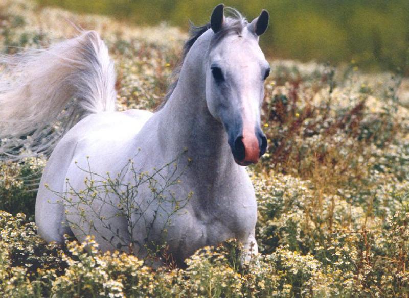 Horses (Equus caballus) {!--말-->; DISPLAY FULL IMAGE.