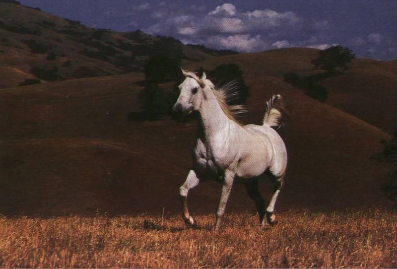 Horses (Equus caballus) {!--말-->; DISPLAY FULL IMAGE.