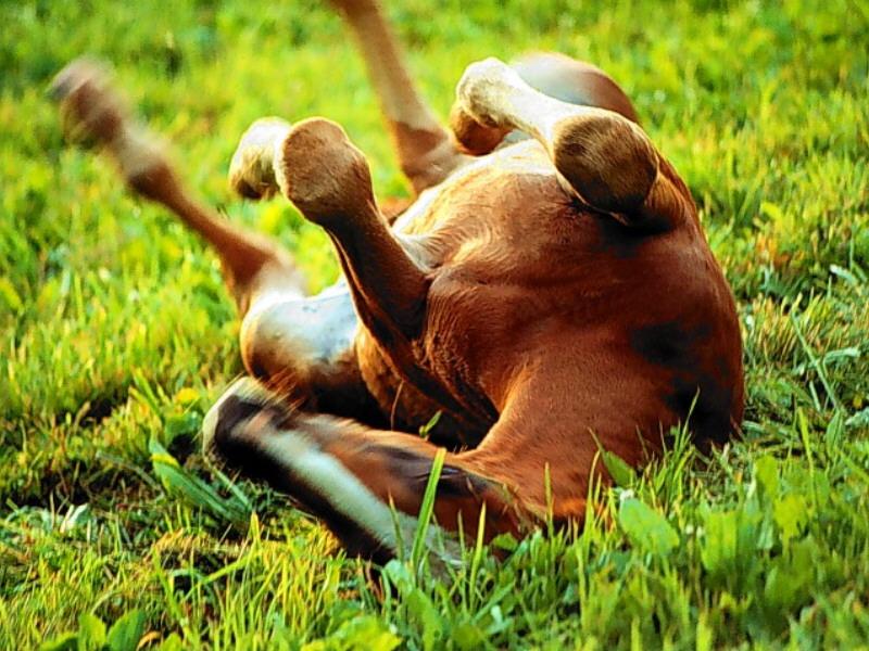 Horse breed - Hanoverian (Equus caballus) {!--말::하노베리안 품종 망아지-->; DISPLAY FULL IMAGE.