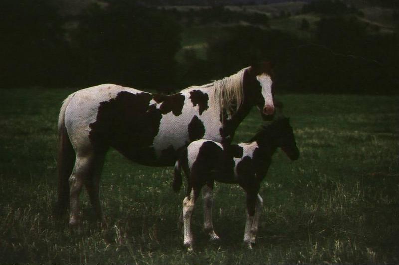 Horse breed - Paint Horse (Equus caballus) {!--말::페인트 품종-->; DISPLAY FULL IMAGE.