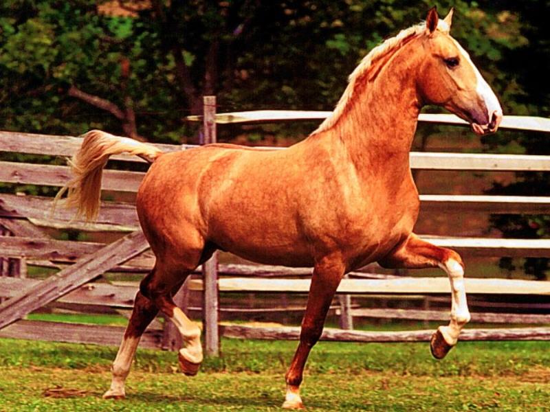 Horse breed - Palomino (Equus caballus) {!--말::팔로미노 품종-->; DISPLAY FULL IMAGE.