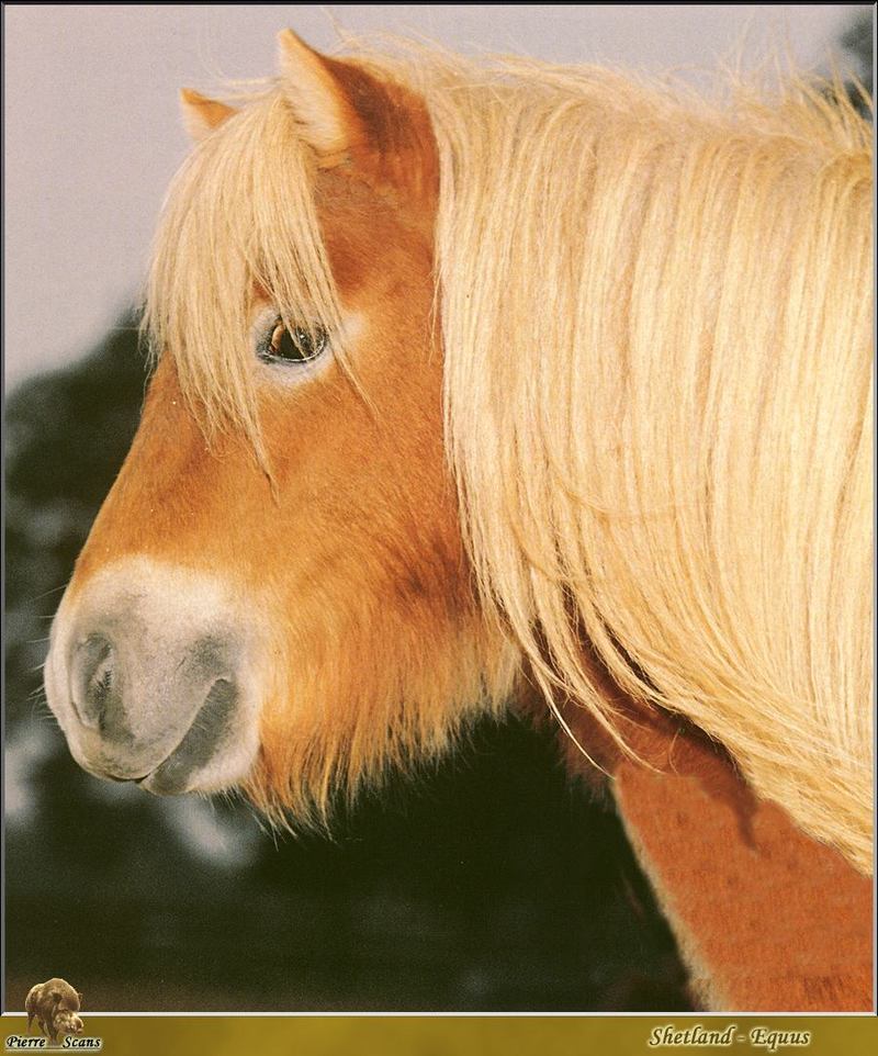 Horse breed - Shetland Pony (Equus caballus) {!--조랑말::셰틀랜드 포니-->; DISPLAY FULL IMAGE.