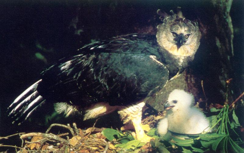 Harpy Eagle (Harpia harpyja) {!--하피수리,부채머리수리-->; DISPLAY FULL IMAGE.