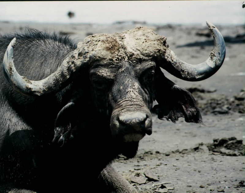 African Buffalo (Syncerus caffer) {!--아프리카물소-->; DISPLAY FULL IMAGE.