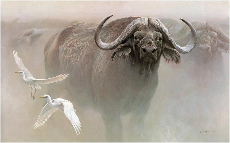 [Animal Art - Robert Bateman] African Buffalo (Syncerus caffer) {!--아프리카물소--> and egrets; DISPLAY FULL IMAGE.