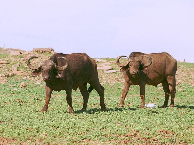 African Buffalo (Syncerus caffer) {!--아프리카물소-->; DISPLAY FULL IMAGE.