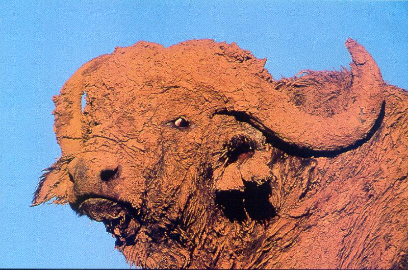 African Buffalo (Syncerus caffer) {!--아프리카물소--> muddy face; DISPLAY FULL IMAGE.