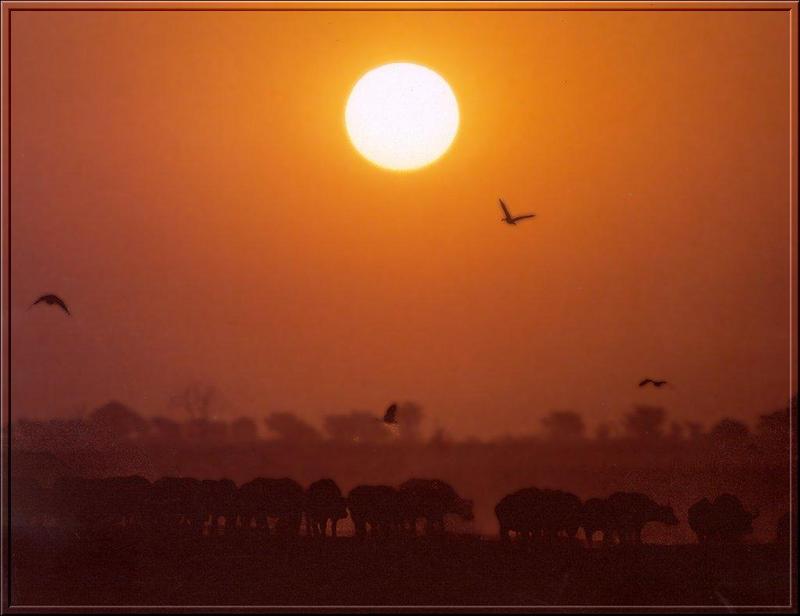 Cape Buffalo herd (Syncerus caffer caffer) {!--아프리카물소--> under sunset; DISPLAY FULL IMAGE.